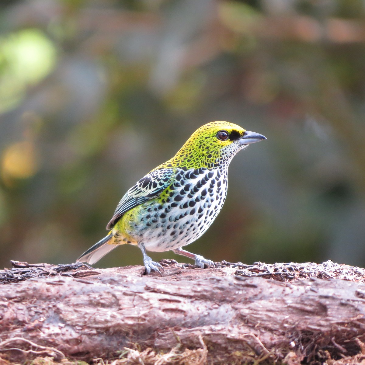 Speckled Tanager - ML614160823