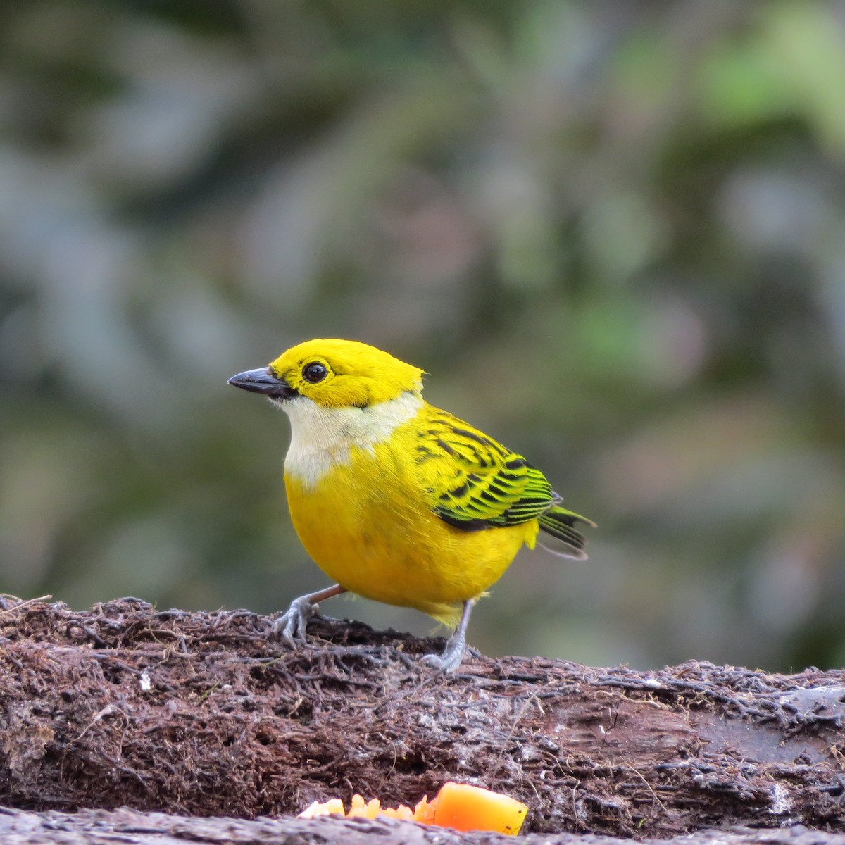 Silver-throated Tanager - ML614160833