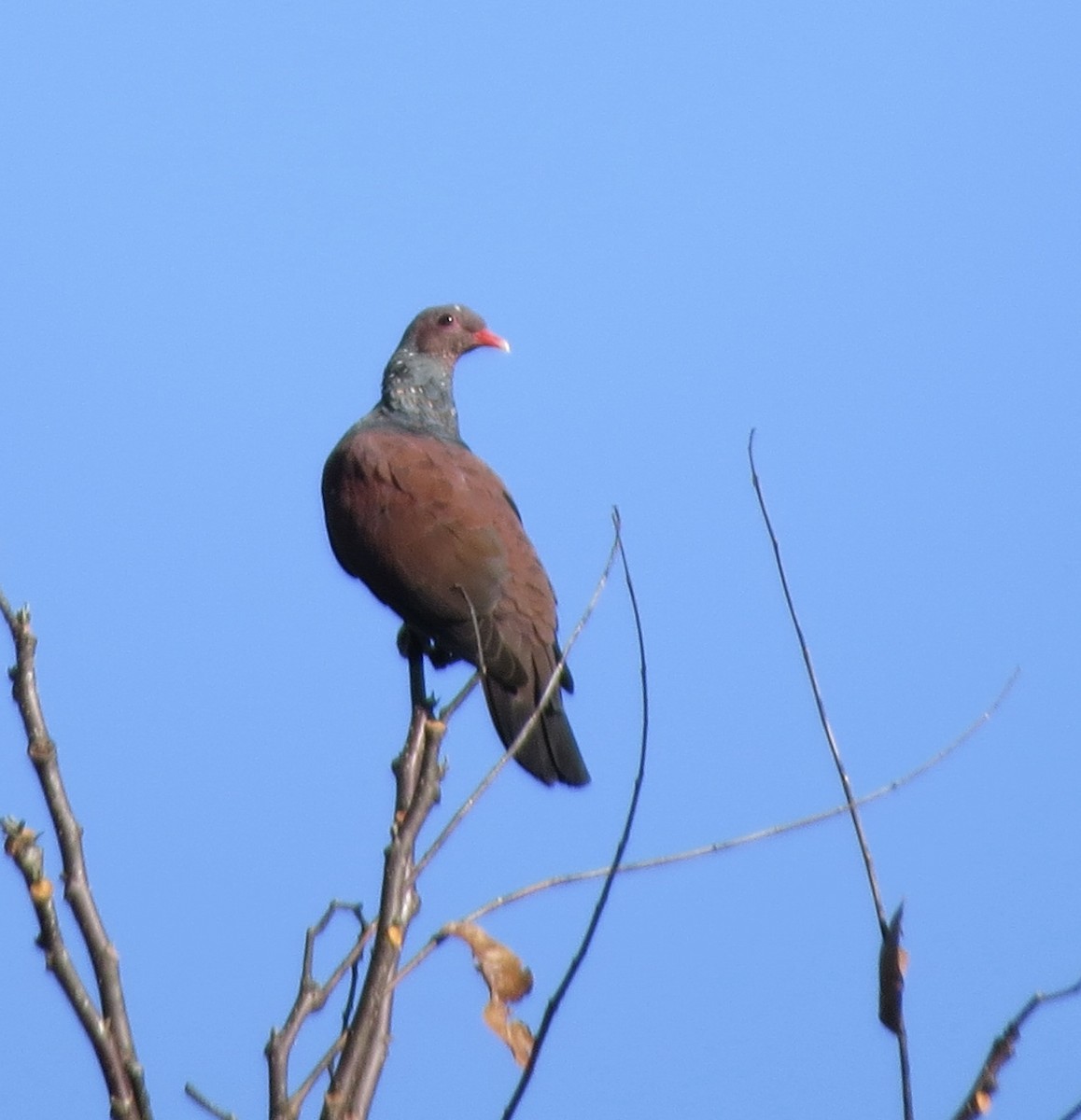Scaled Pigeon - ML614160927