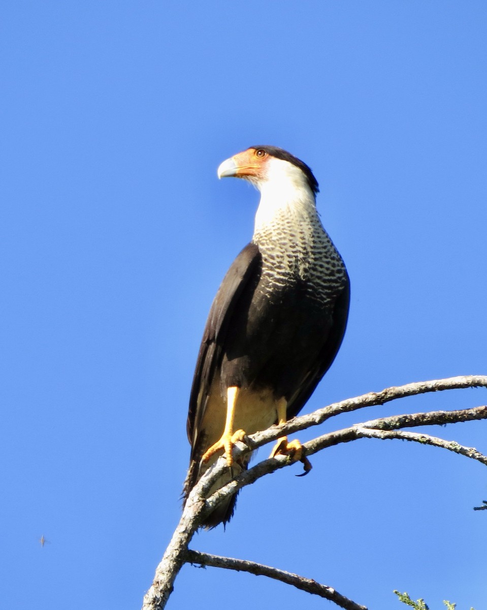 Crested Caracara - ML614160935