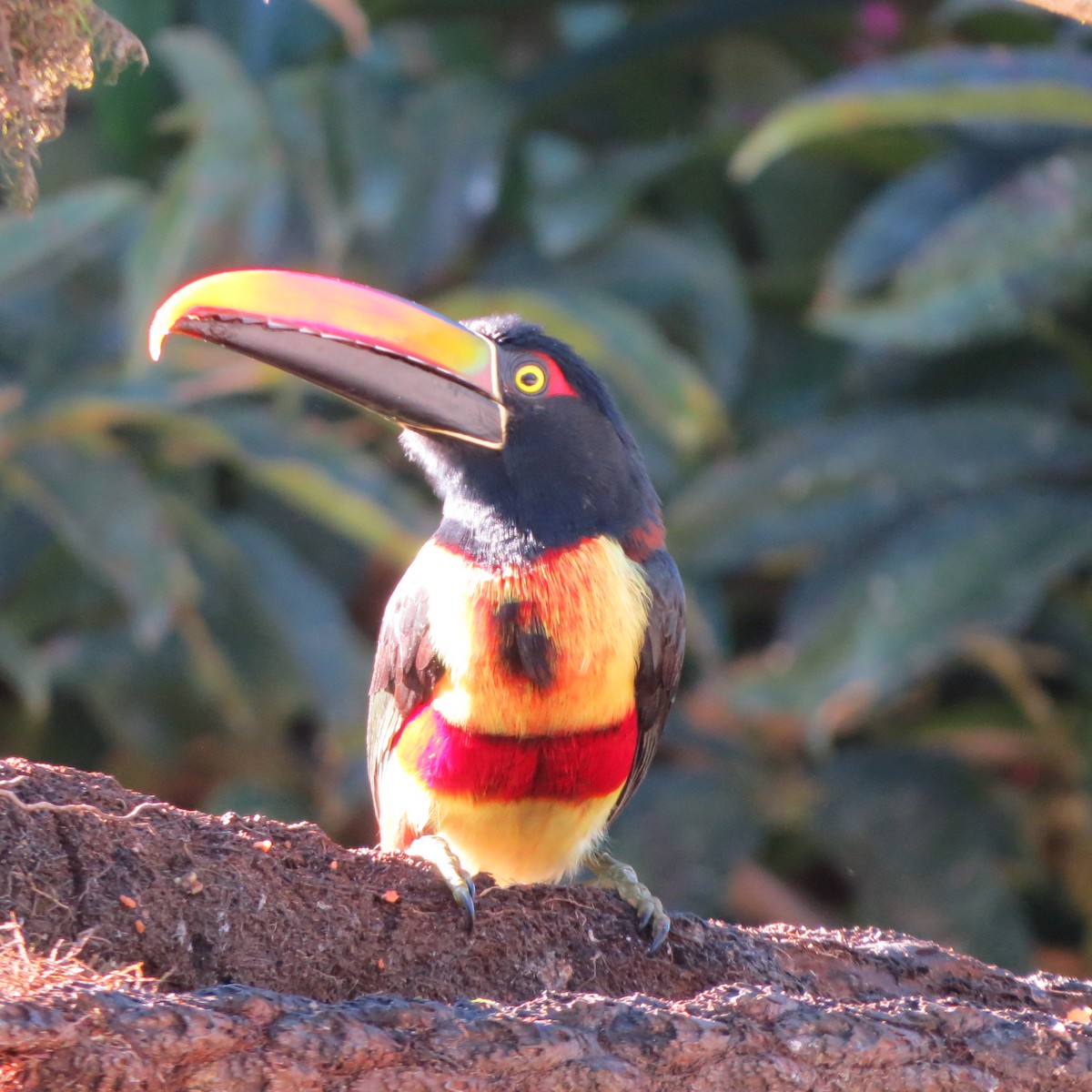 Fiery-billed Aracari - ML614160948