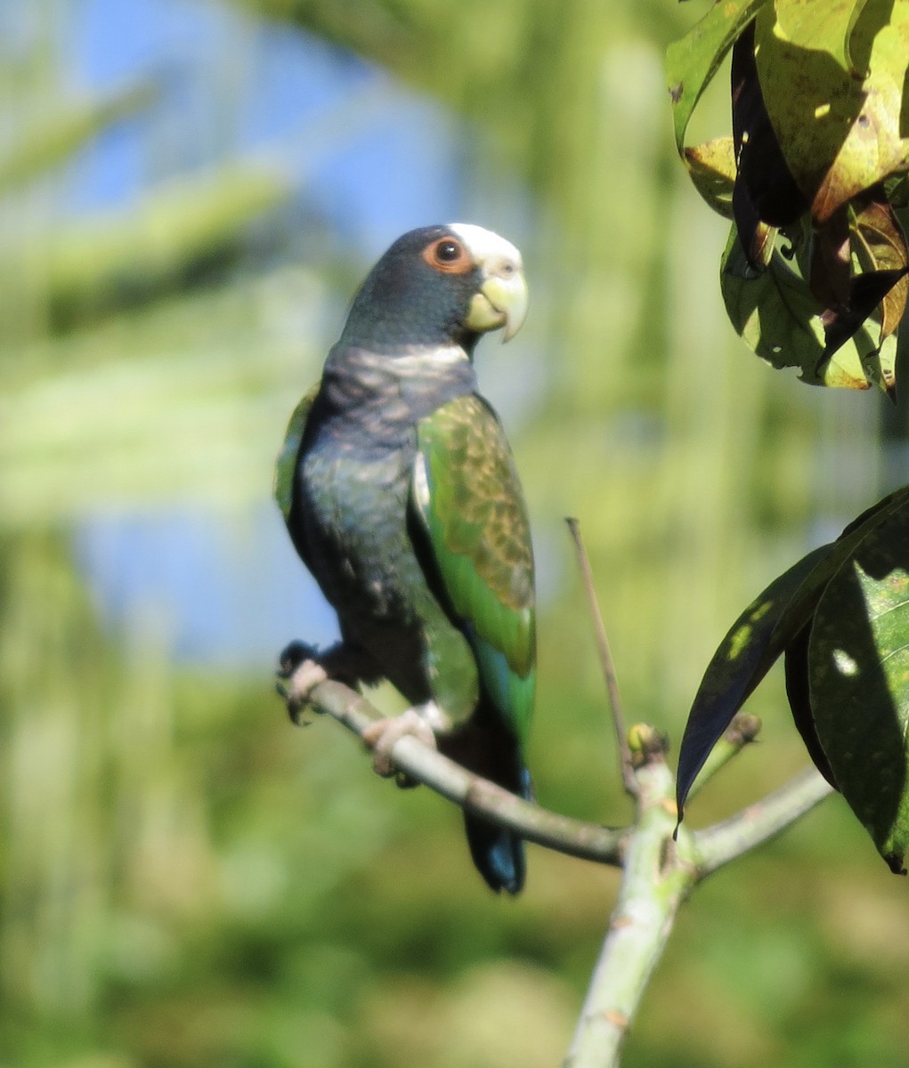 White-crowned Parrot - ML614160981