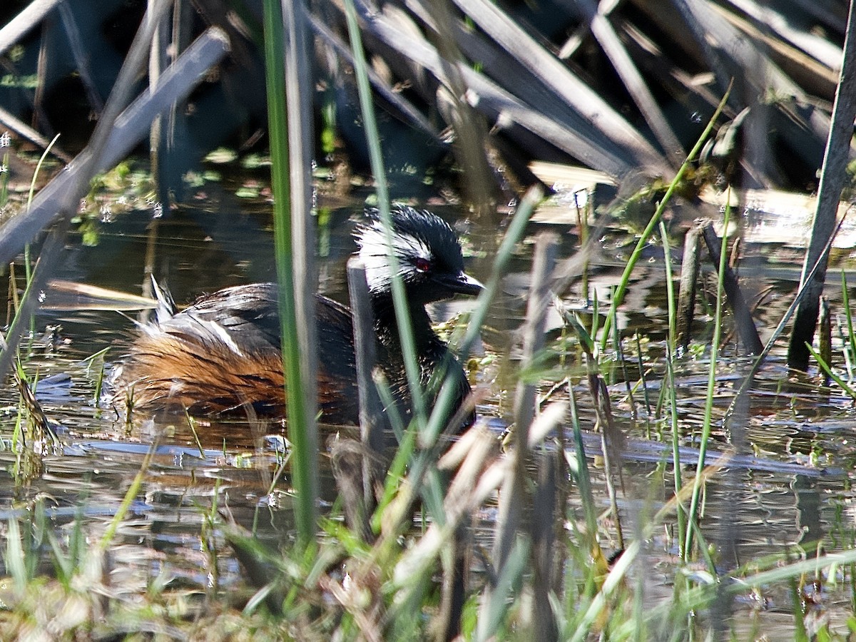 White-tufted Grebe - ML614160987