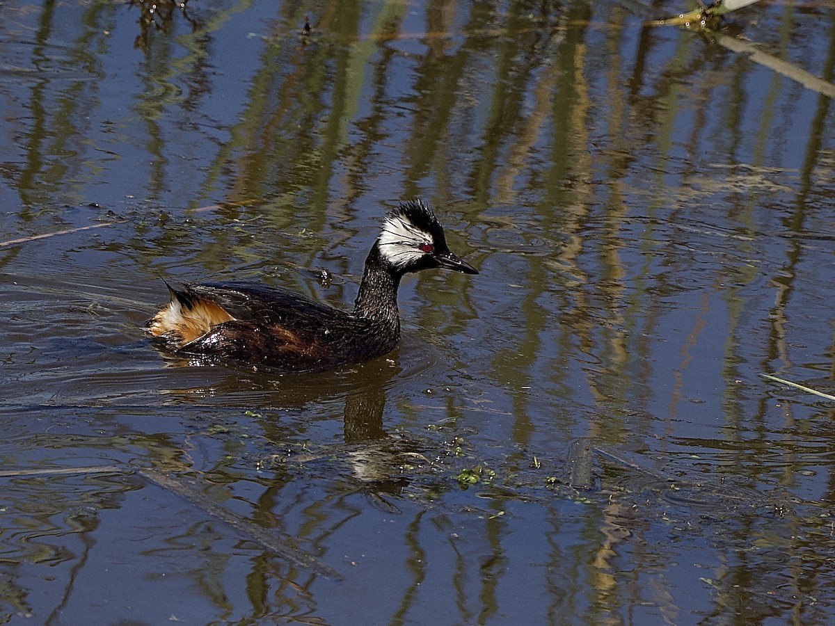 White-tufted Grebe - ML614160989