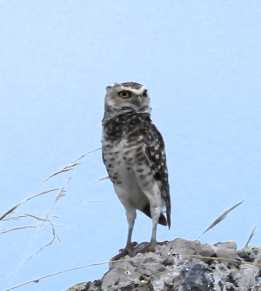 Burrowing Owl - ML614161042