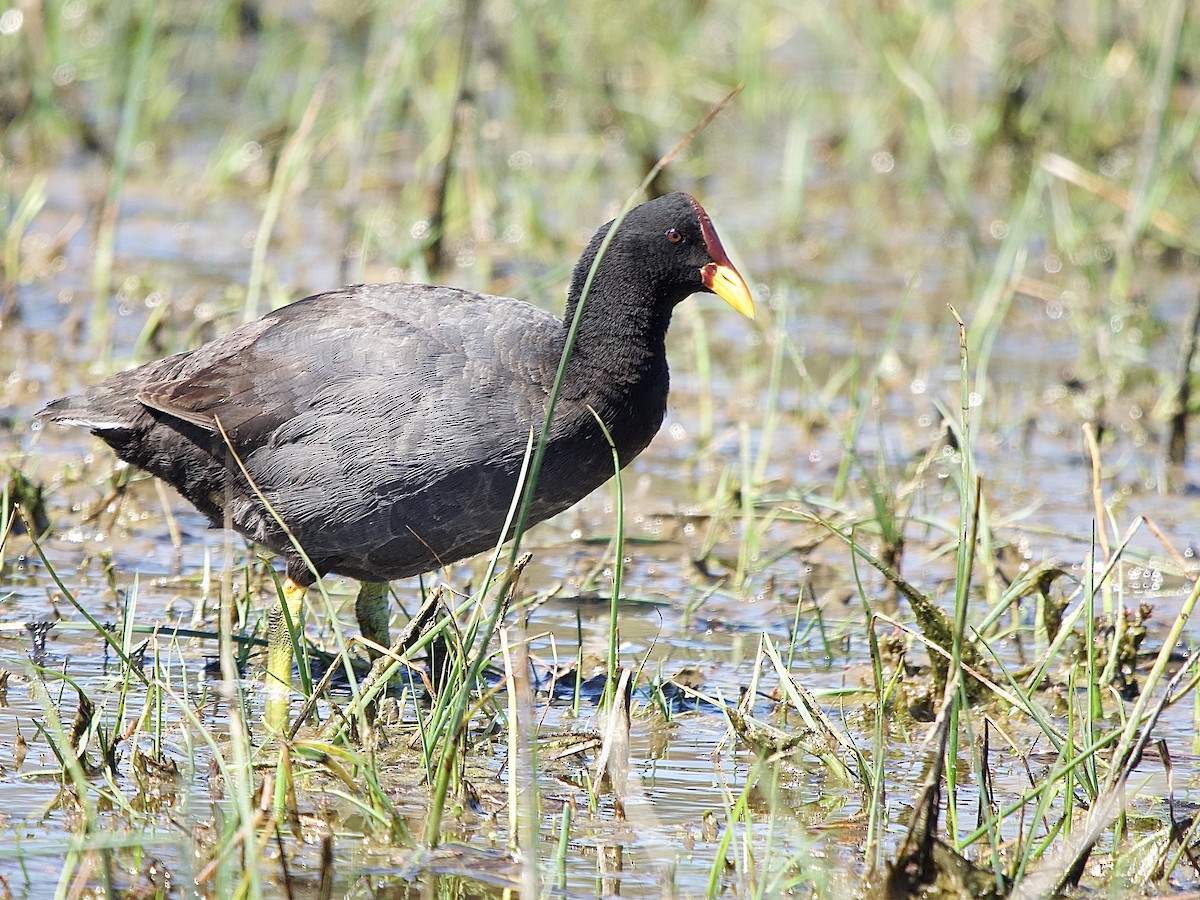 Red-fronted Coot - ML614161068