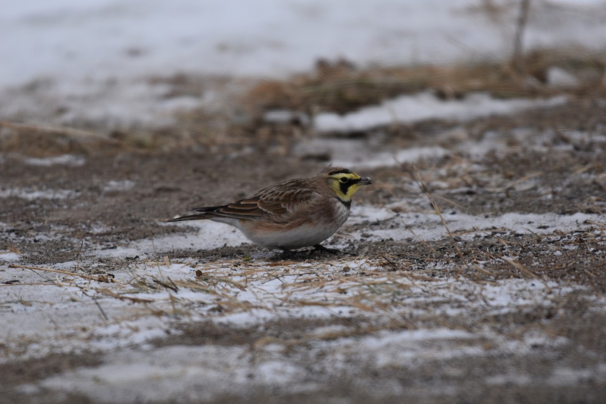 Horned Lark - ML614161081