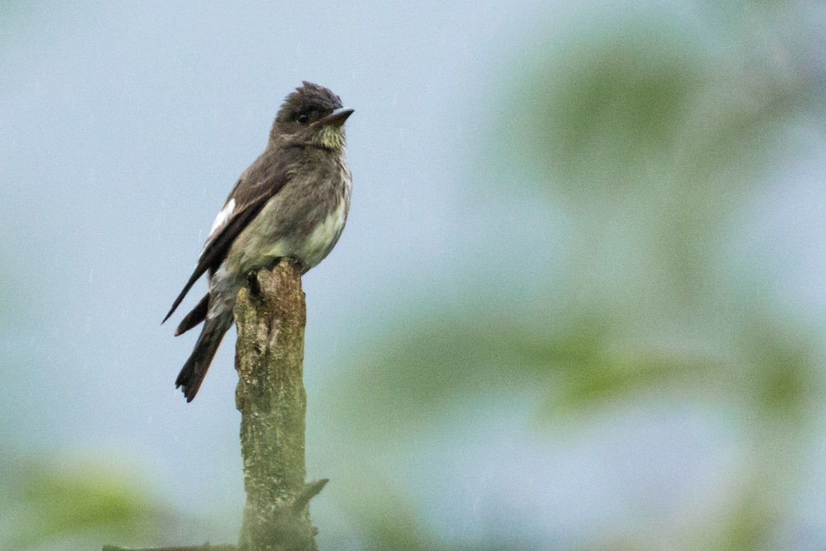 Olive-sided Flycatcher - ML61416111