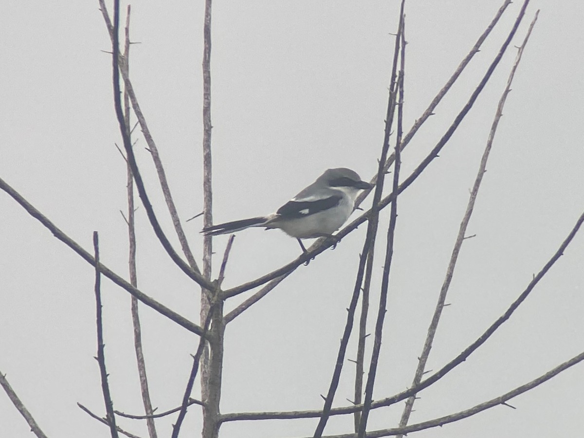 Loggerhead Shrike - ML614161121