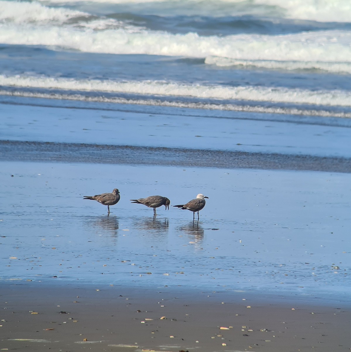 Gray Gull - ML614161156