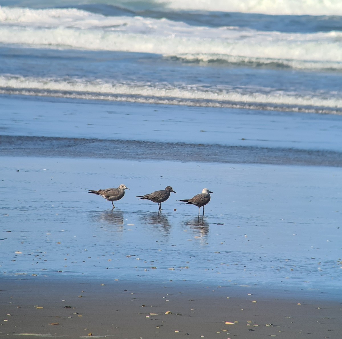 Gray Gull - ML614161157