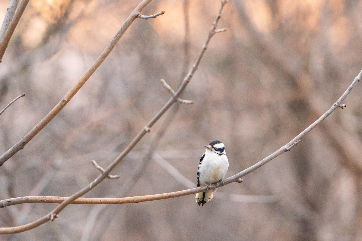 Downy Woodpecker - ML614161245