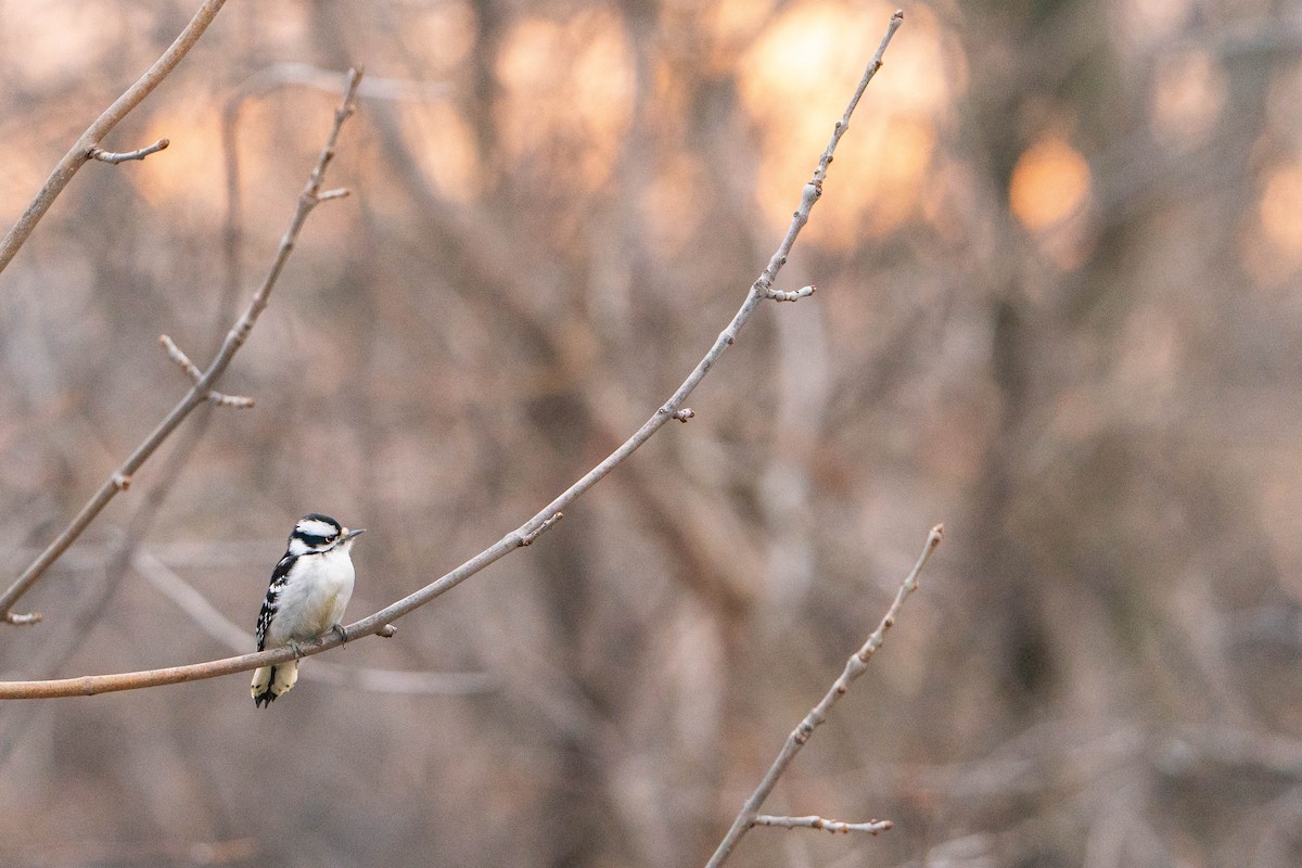 Downy Woodpecker - ML614161246