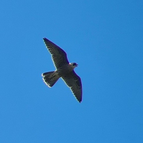 Peregrine Falcon - Tomás Saratscheff