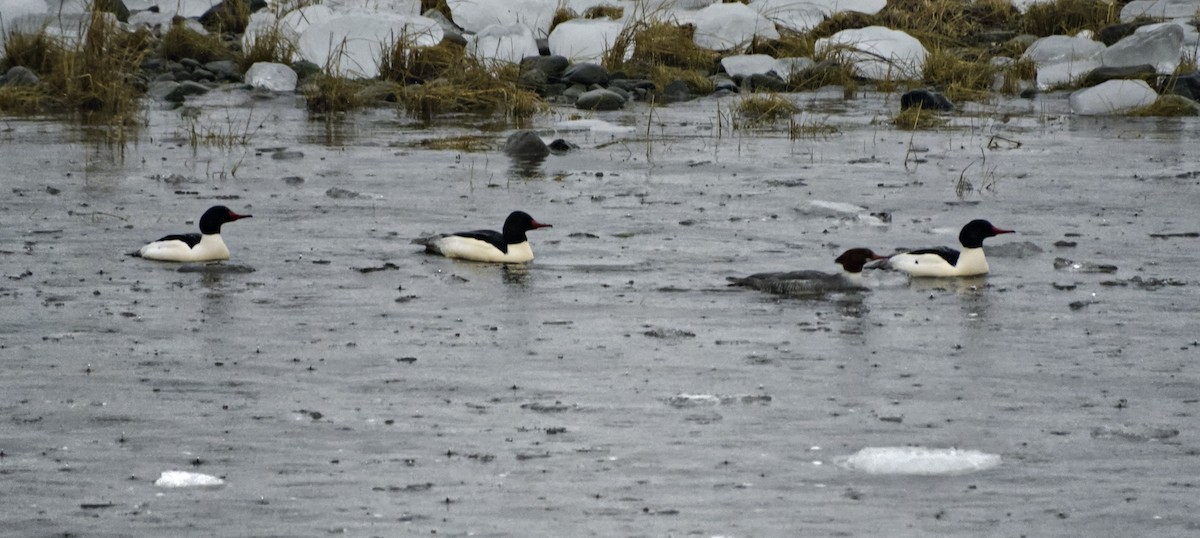 Common Merganser - Robin Rowland