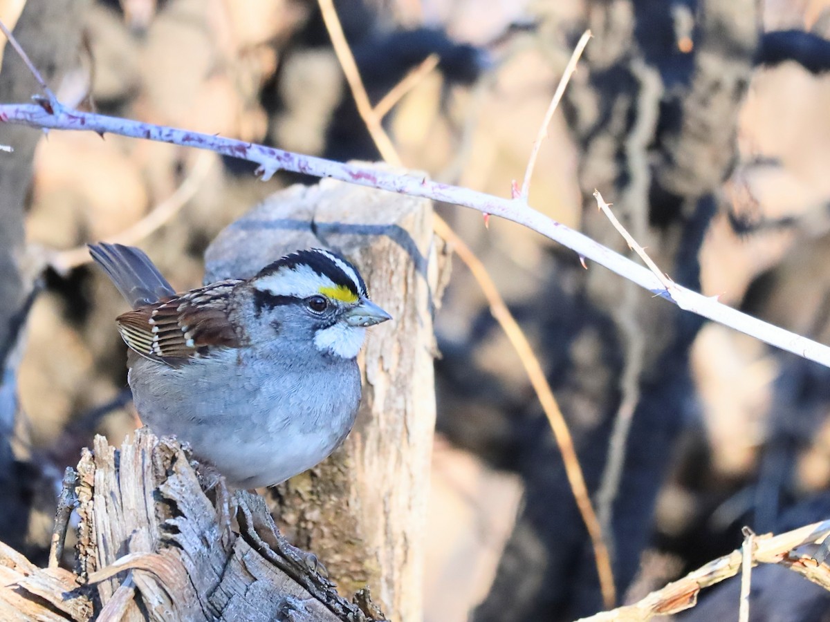 White-throated Sparrow - ML614161502