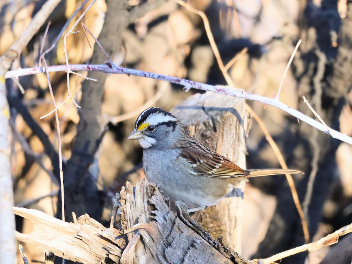 White-throated Sparrow - ML614161503