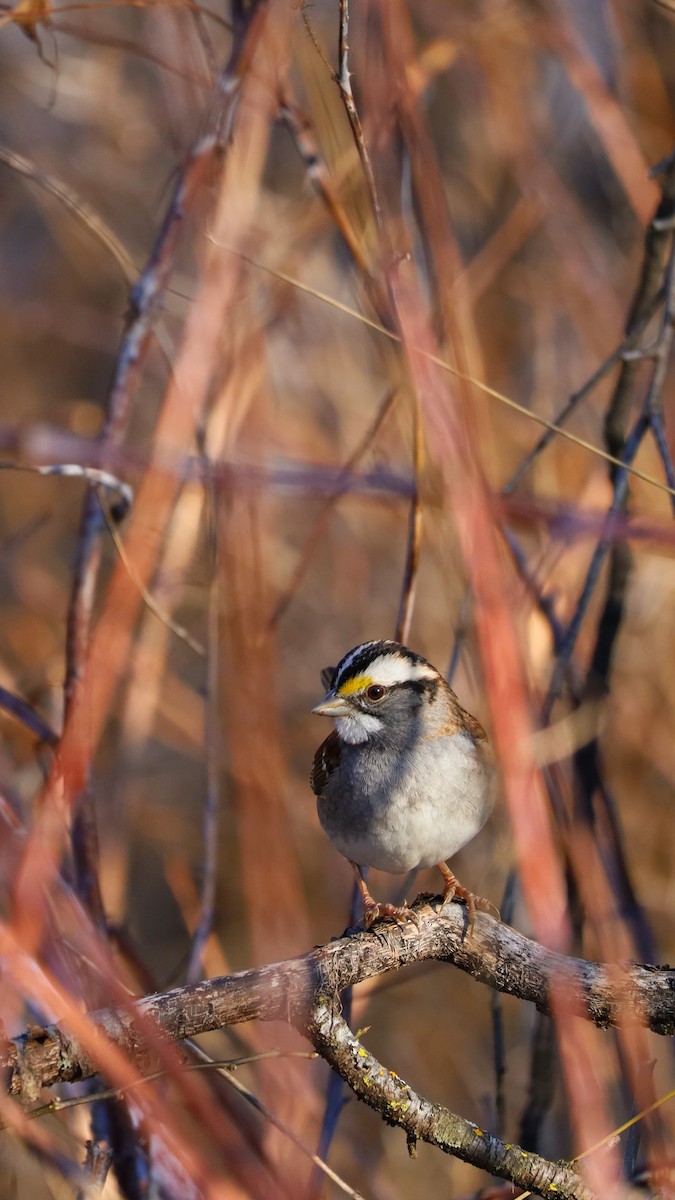 White-throated Sparrow - ML614161504