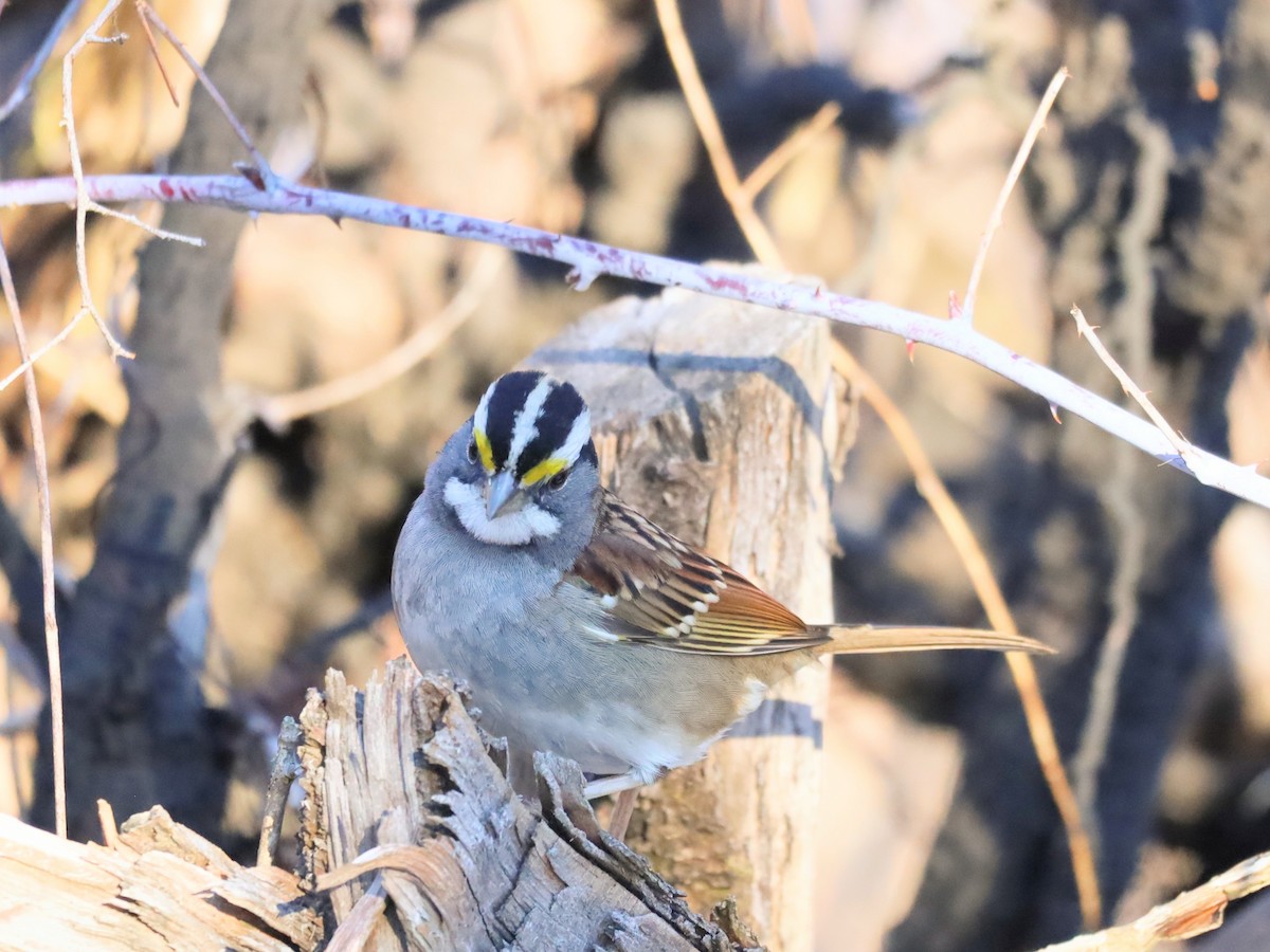 White-throated Sparrow - ML614161505