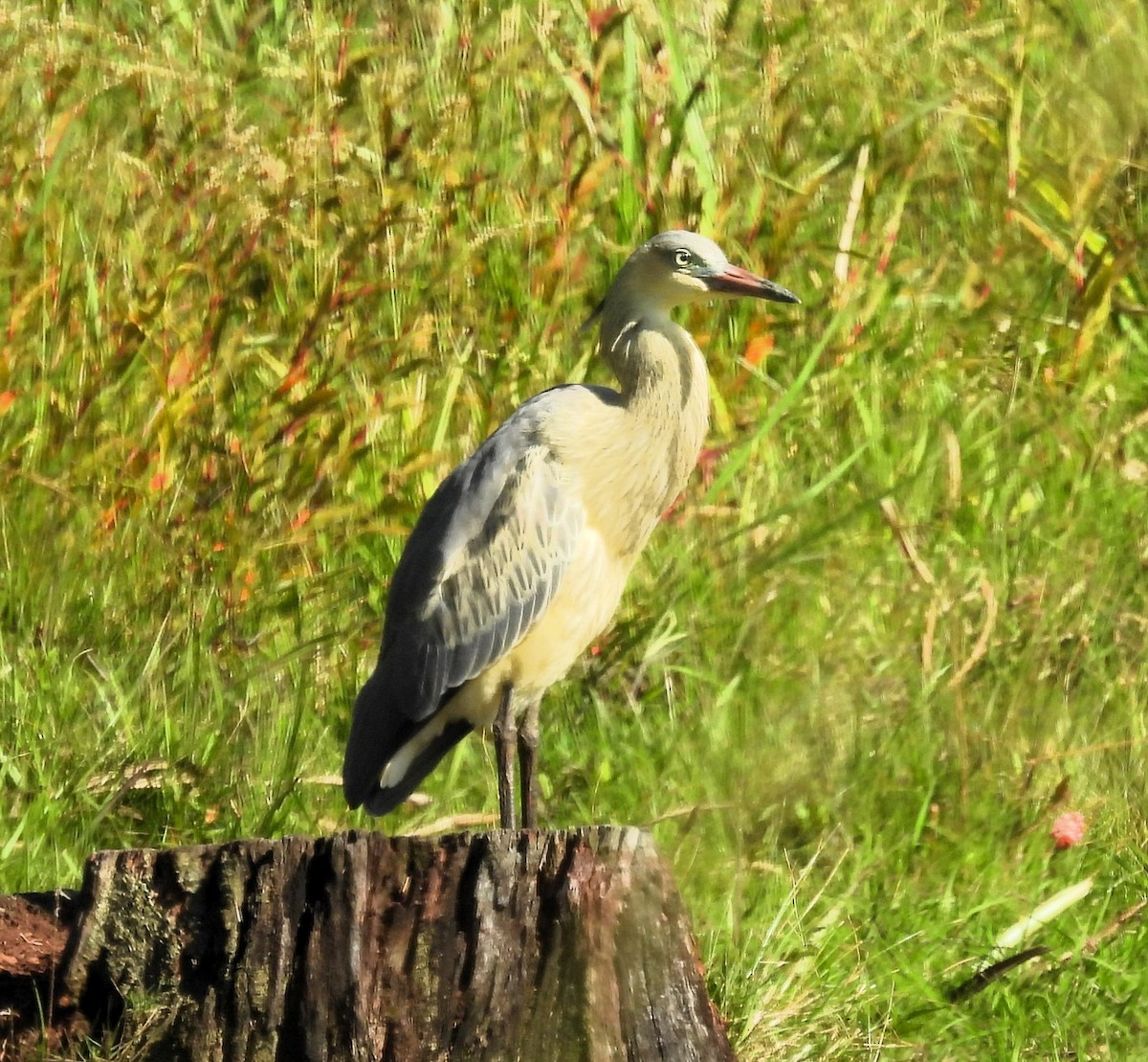 Whistling Heron - ML614161621