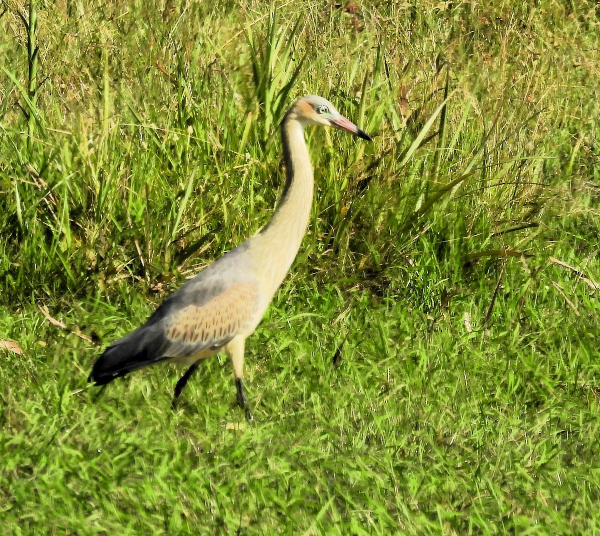 Whistling Heron - ML614161622