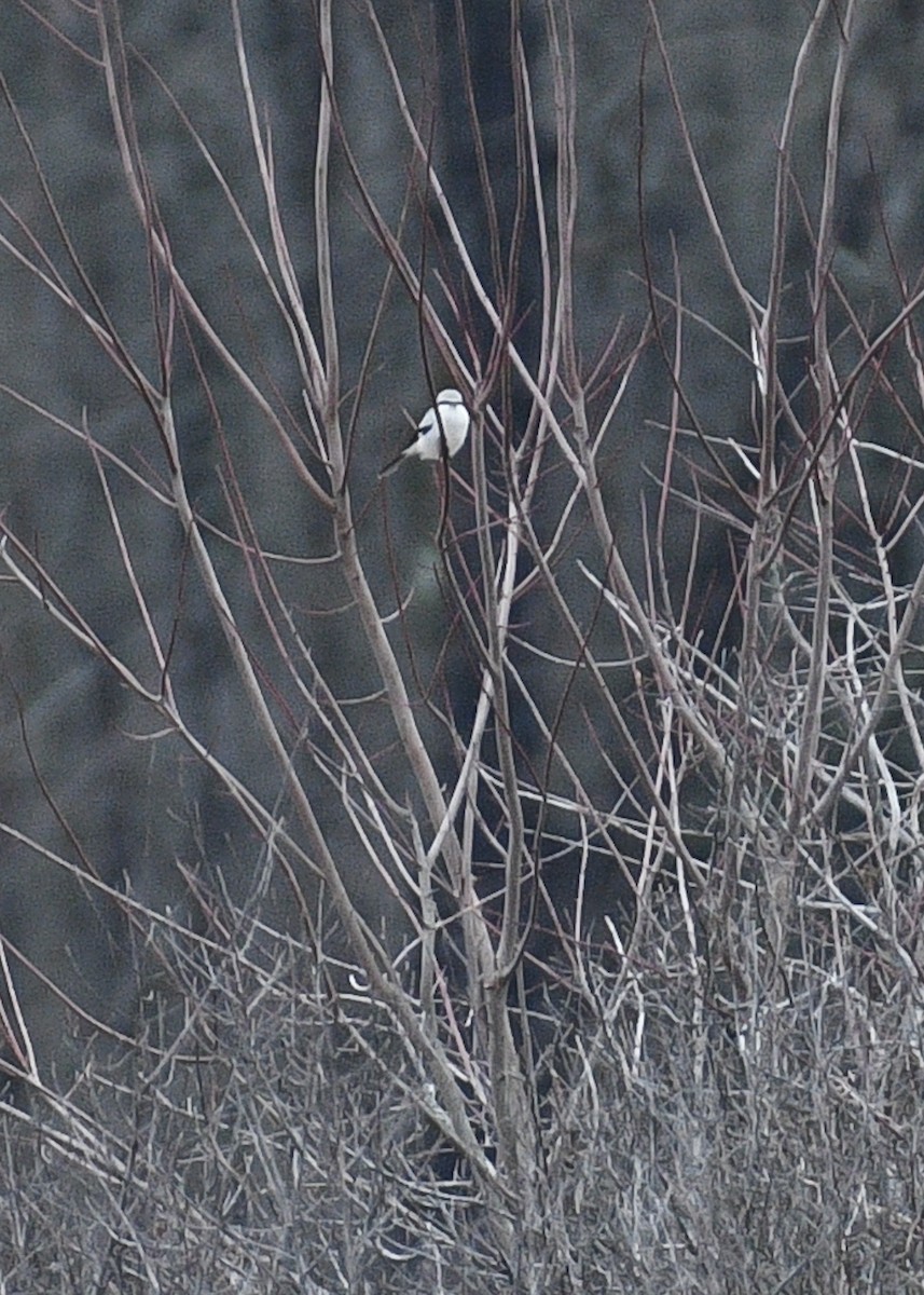 Northern Shrike - Don Keffer