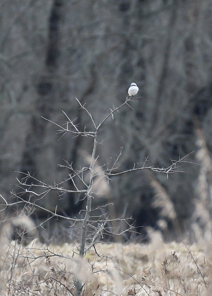 Northern Shrike - Don Keffer