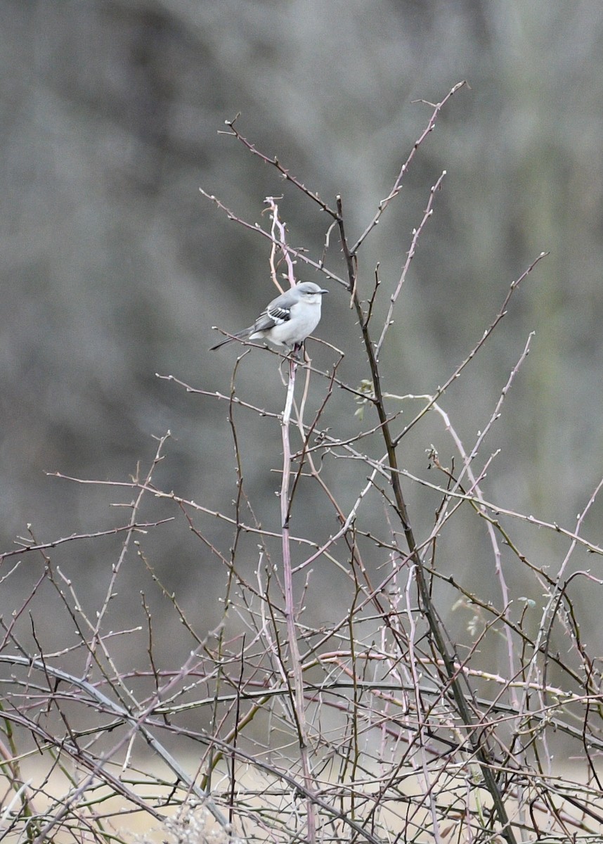 Northern Mockingbird - Don Keffer