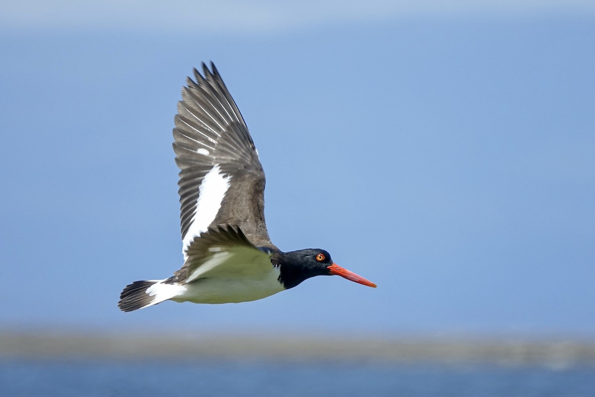 American Oystercatcher - ML614161713