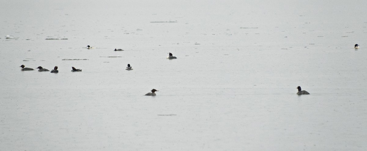 Common Merganser - Robin Rowland