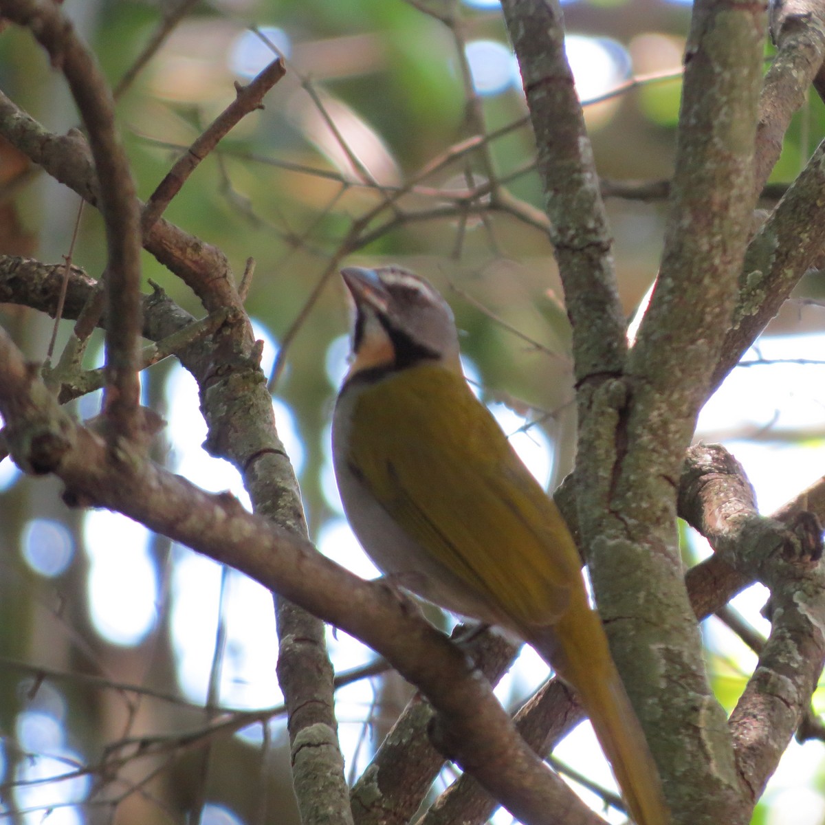 Buff-throated Saltator - ML614161776