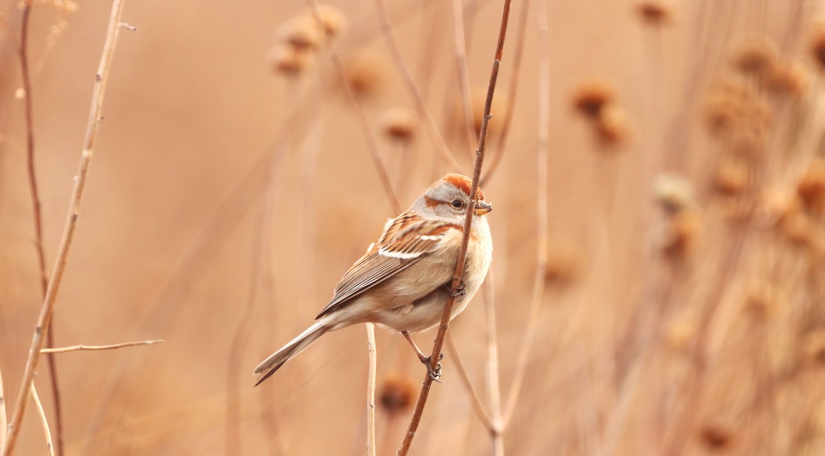 American Tree Sparrow - ML614161798