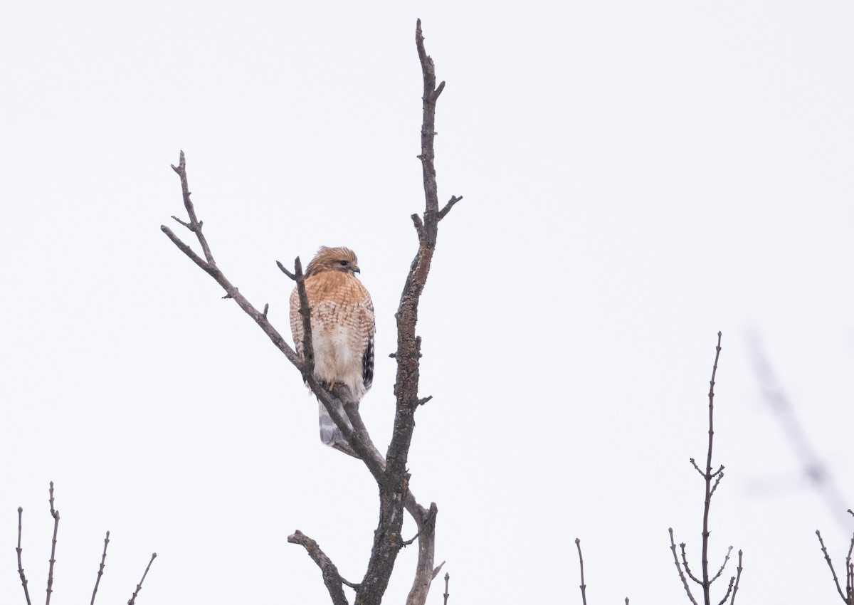 Red-shouldered Hawk - ML614161811