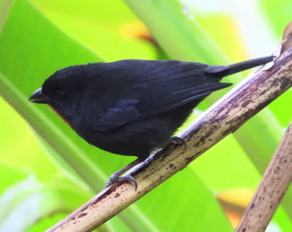 Lesser Antillean Bullfinch - ML614161812