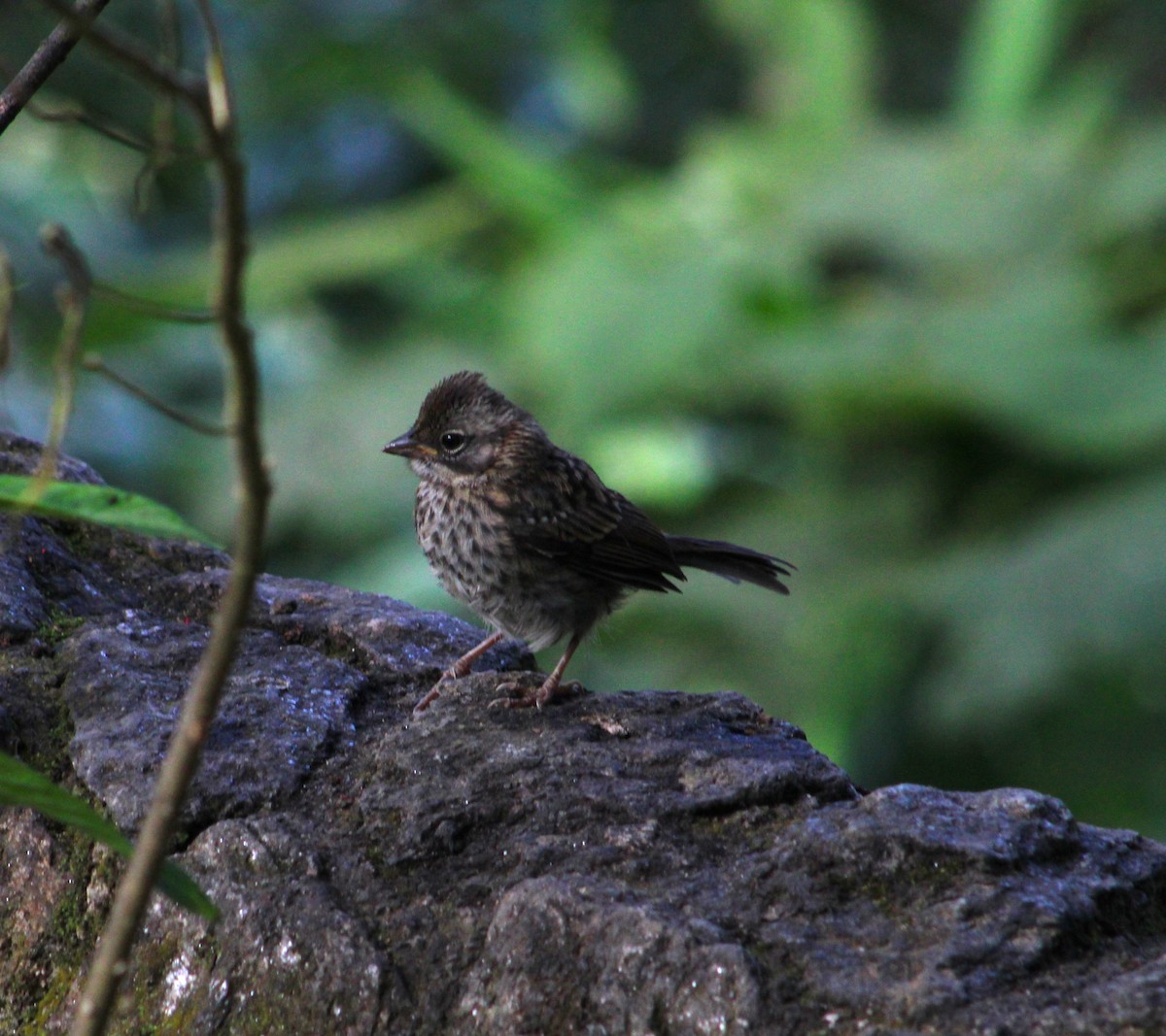 Rufous-collared Sparrow - A P L