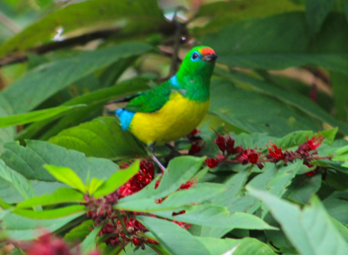 Blue-naped Chlorophonia - ML614161905