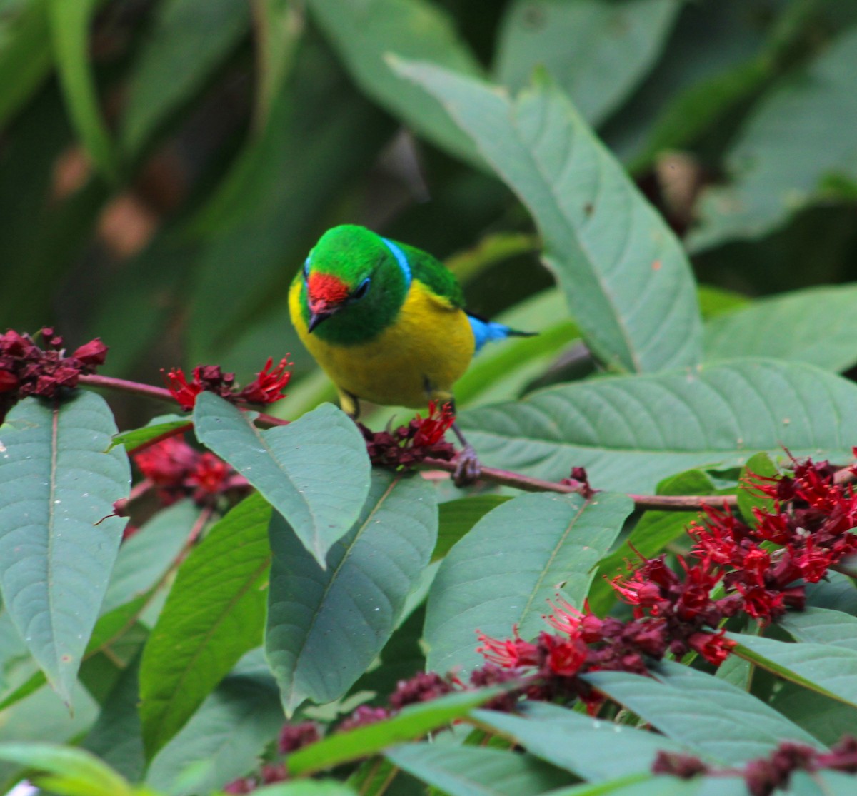 Blue-naped Chlorophonia - ML614161921