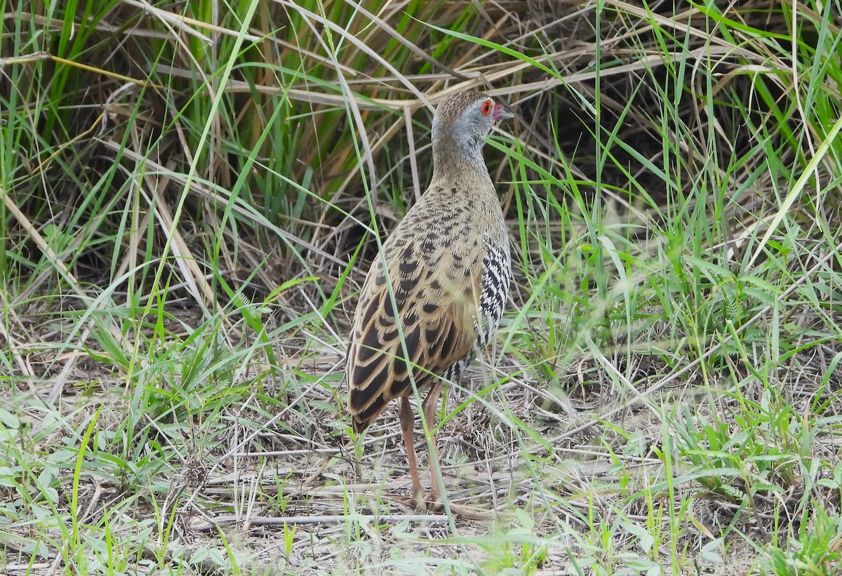 African Crake - ML614161945