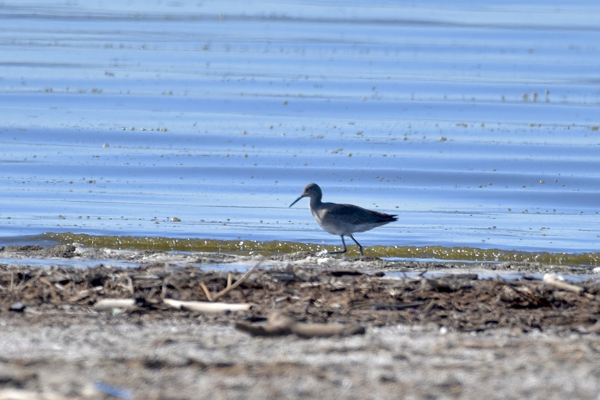 Willet - ML614161975