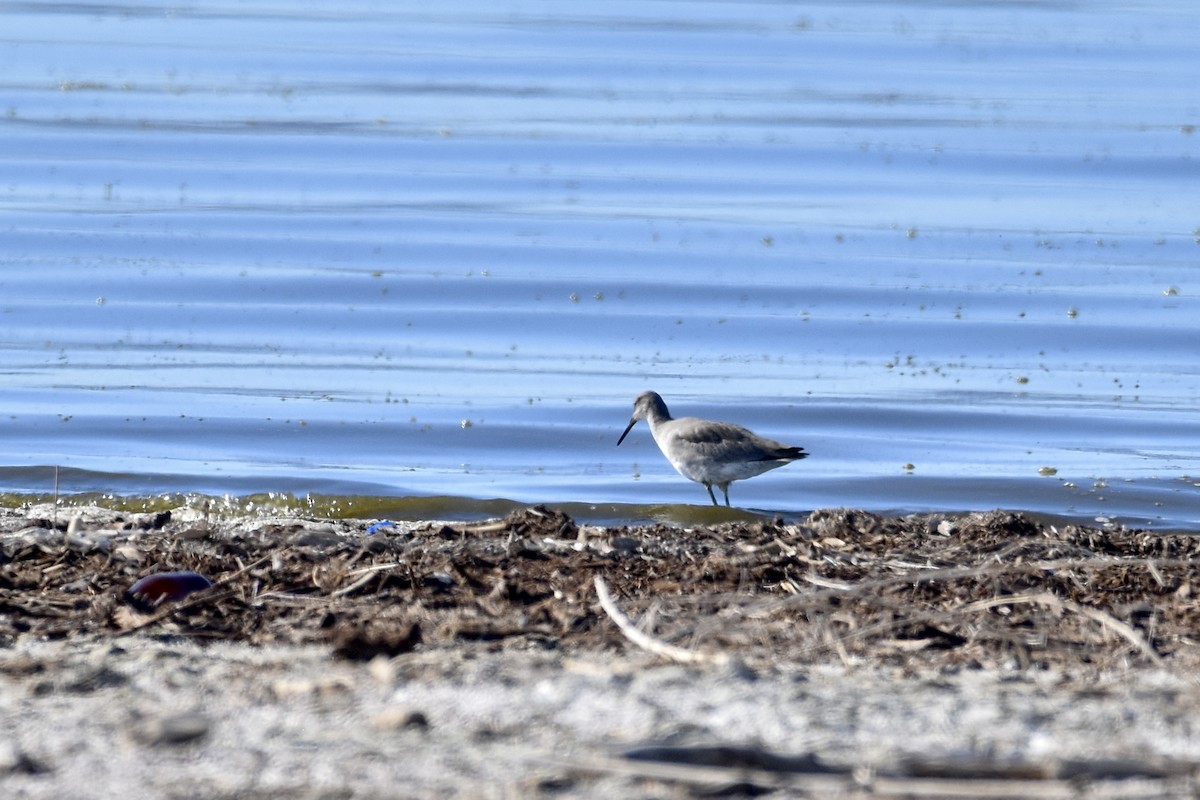 Willet - ML614161976