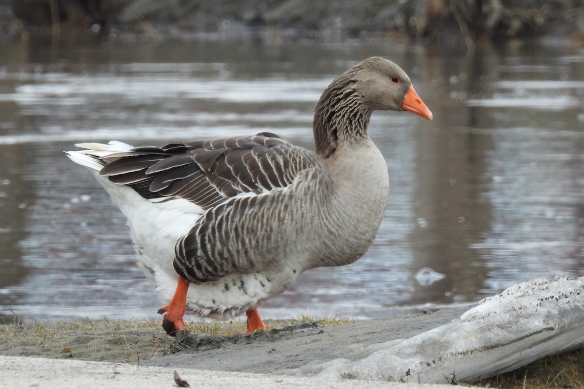 Graylag Goose (Domestic type) - ML614162023
