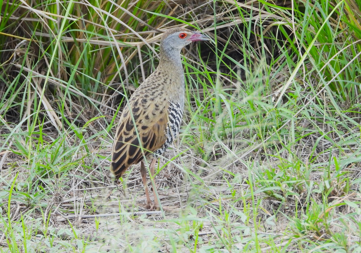 African Crake - ML614162046