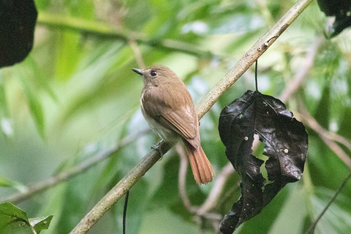 Chestnut-tailed Jungle Flycatcher (Philippine) - Andrew Marden