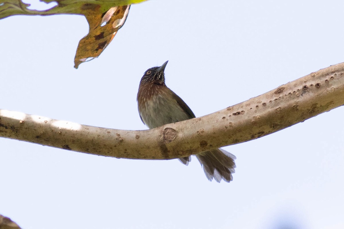 Mindanao Pygmy-Babbler - ML614162222