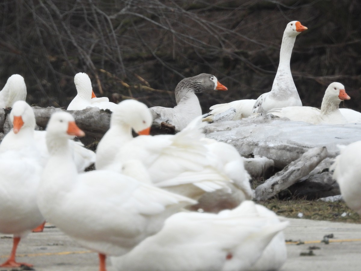 Domestic goose sp. (Domestic type) - ML614162229