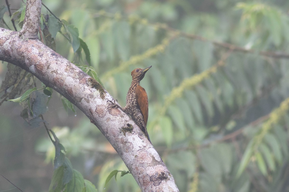 Buff-spotted Flameback - ML614162235