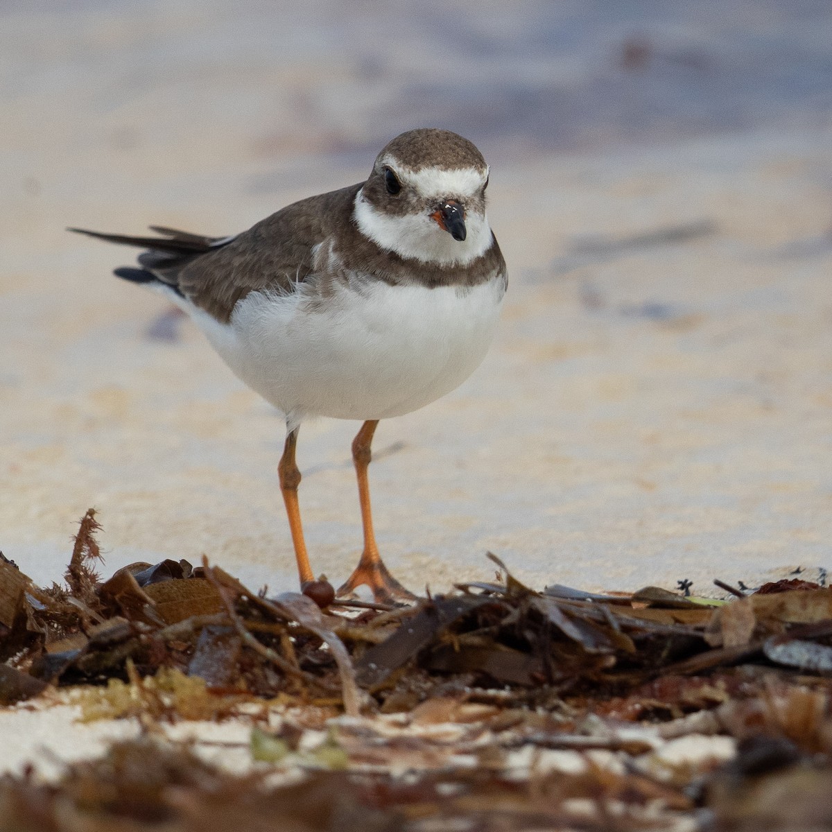 Semipalmated Plover - ML614162239