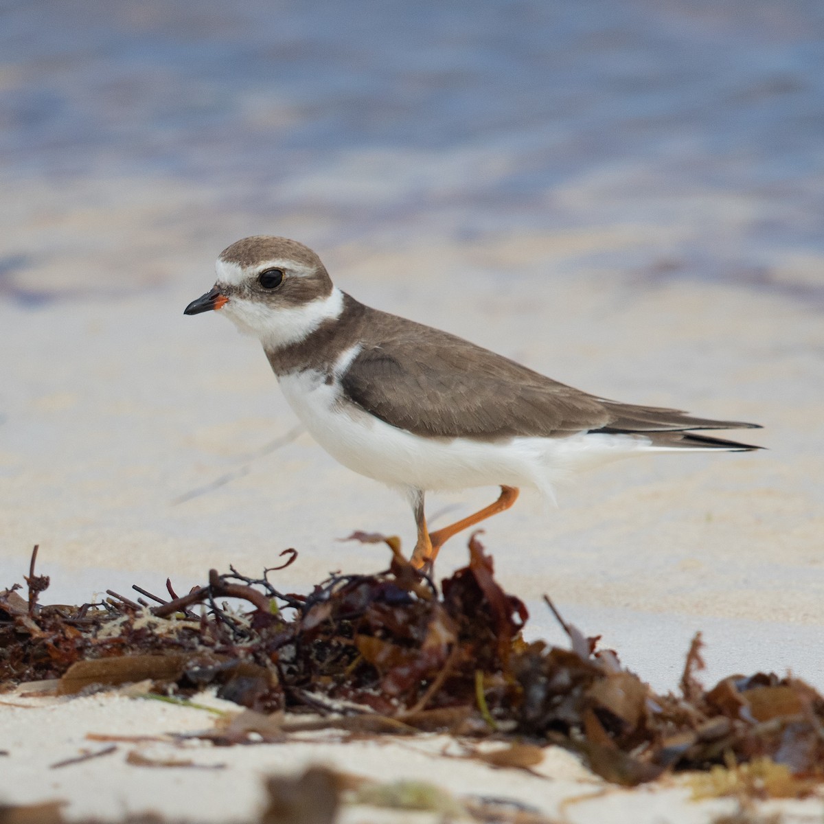 Semipalmated Plover - ML614162285