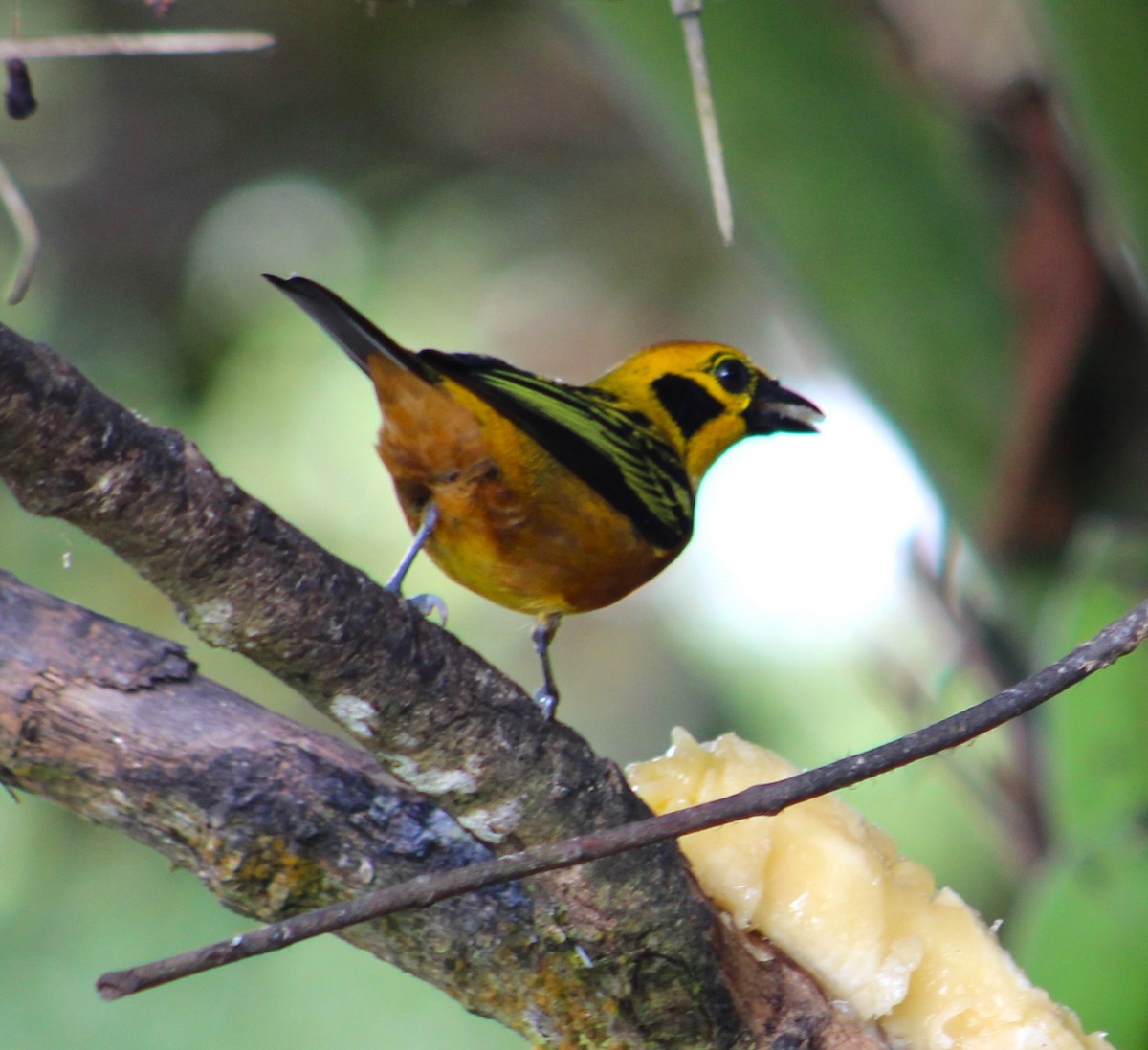 Golden Tanager - A P L