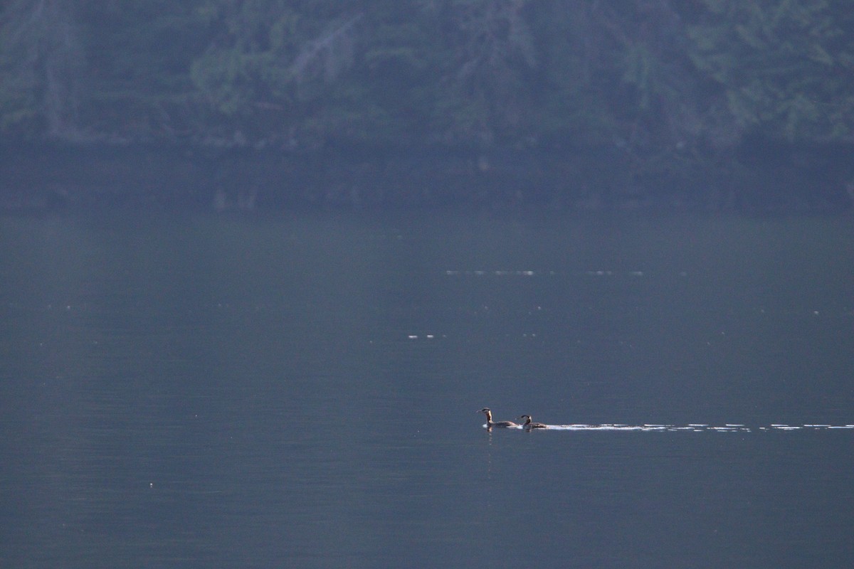 Red-necked Grebe - ML614162364